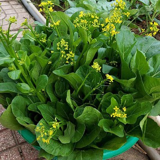 [Seeds]  Hạt giống rau cải ngồng Kabuto 117, đóng gói 10gr