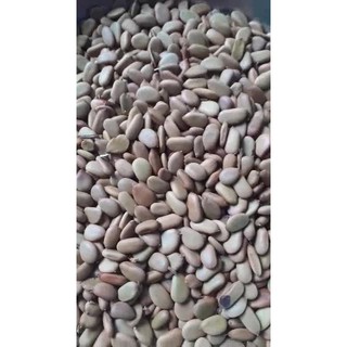 700gram hạt keo gai giống