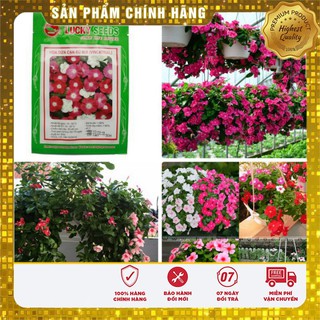 Hạt Giống Hoa Dừa Cạn Rũ Nhiều Màu(50 hạt)