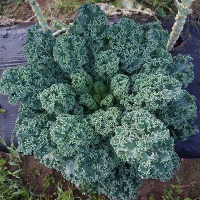 [Mua 1 tặng 1]400 hạt giống Kale Mỹ xoăn xanh_ Tăng 100hạt kale tím