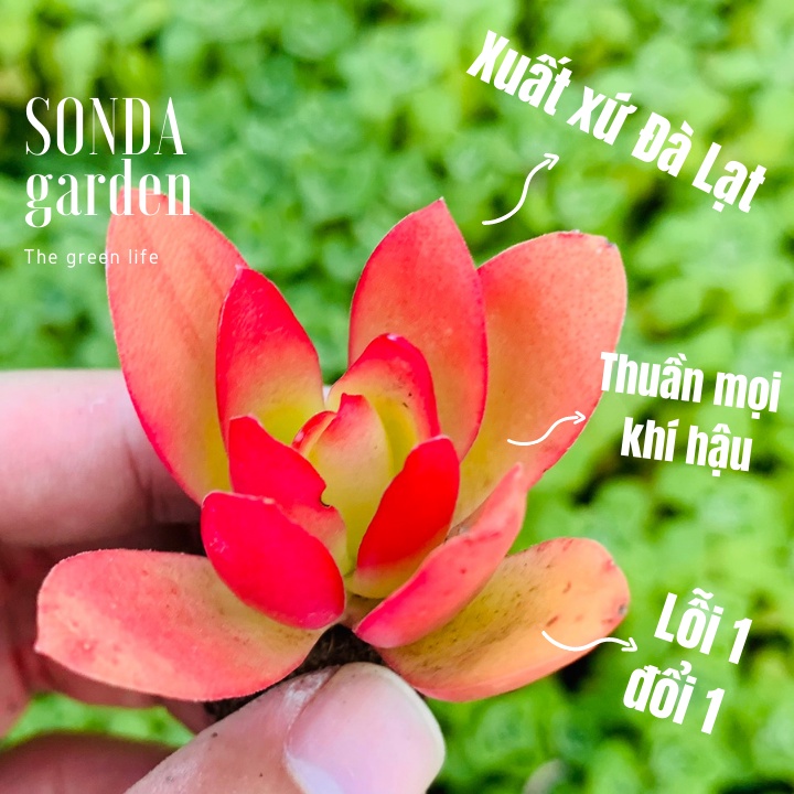 Sen đá tứ phương SONDA GARDEN size mini 2.5-4cm, xuất xứ Đà Lạt, khoẻ đẹp, lỗi 1 đổi 1