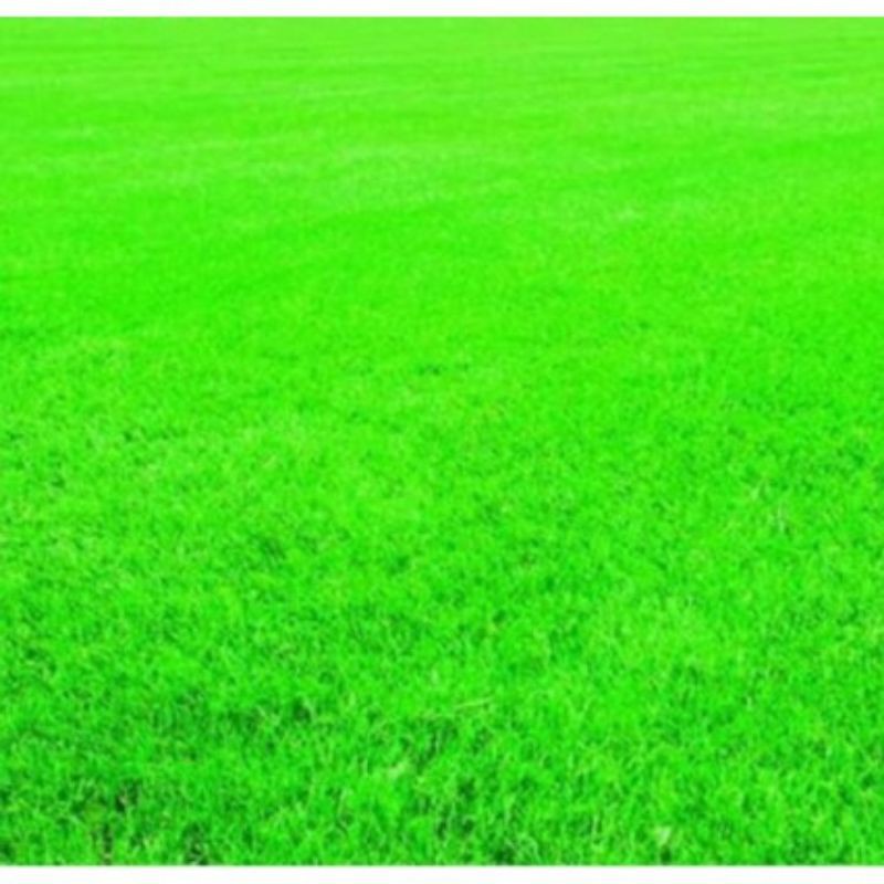 Hạt giống Cỏ Nhung Nhật Cỏ Trồng Làm Thảm  cực mịn, xanh đẹp