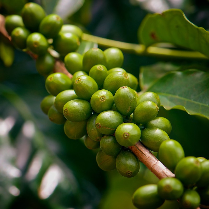 Cafe nguyên chất rang xay mộc Culi Robusta 500g - Hapi Coffee chuyên dùng cho pha phin và pha máy