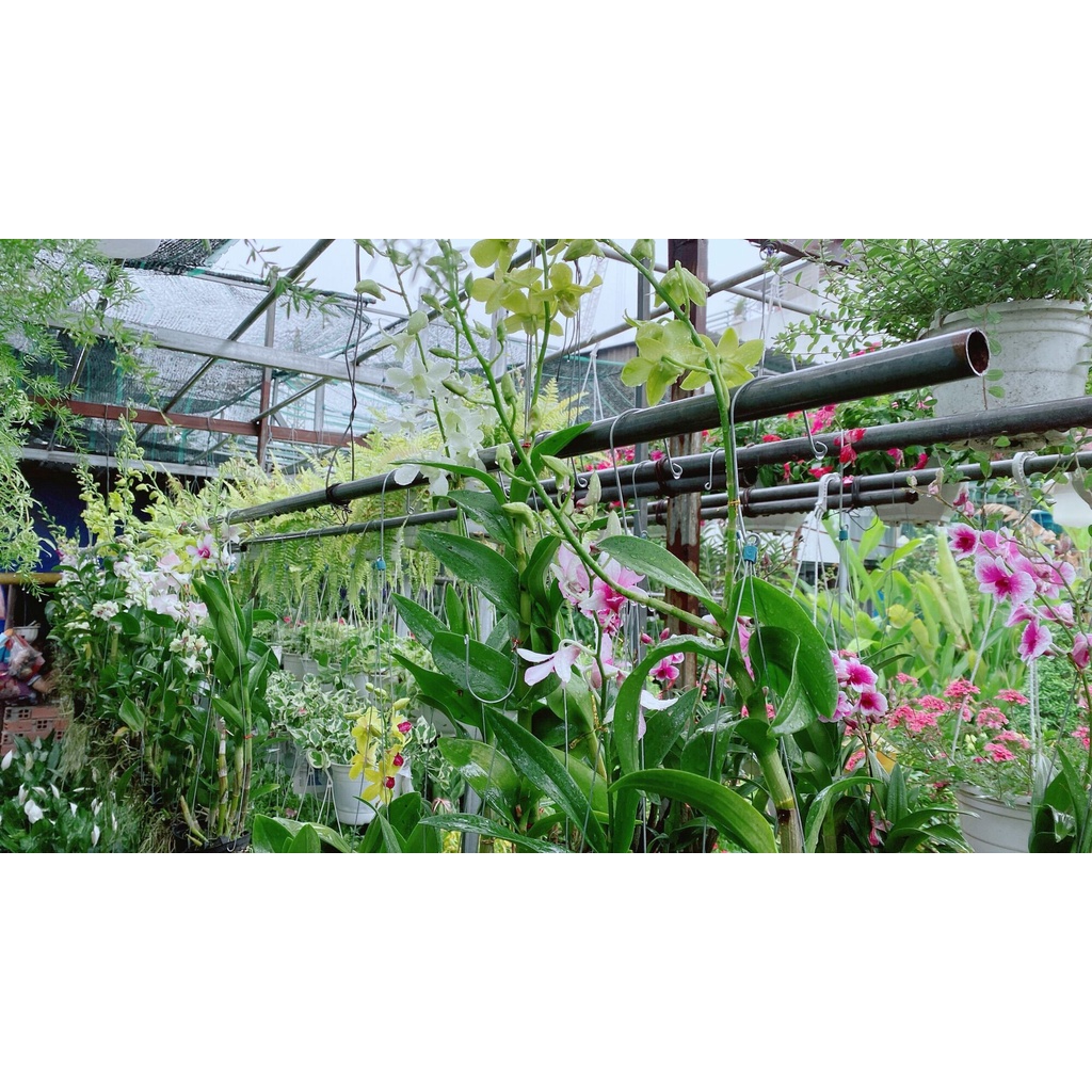 Chậu Lan Denro Sẵn Hoa