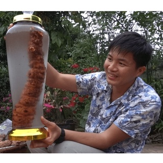 Khúc Khắc khô Bắc Giang loại đẹp (sâm thổ phục linh)