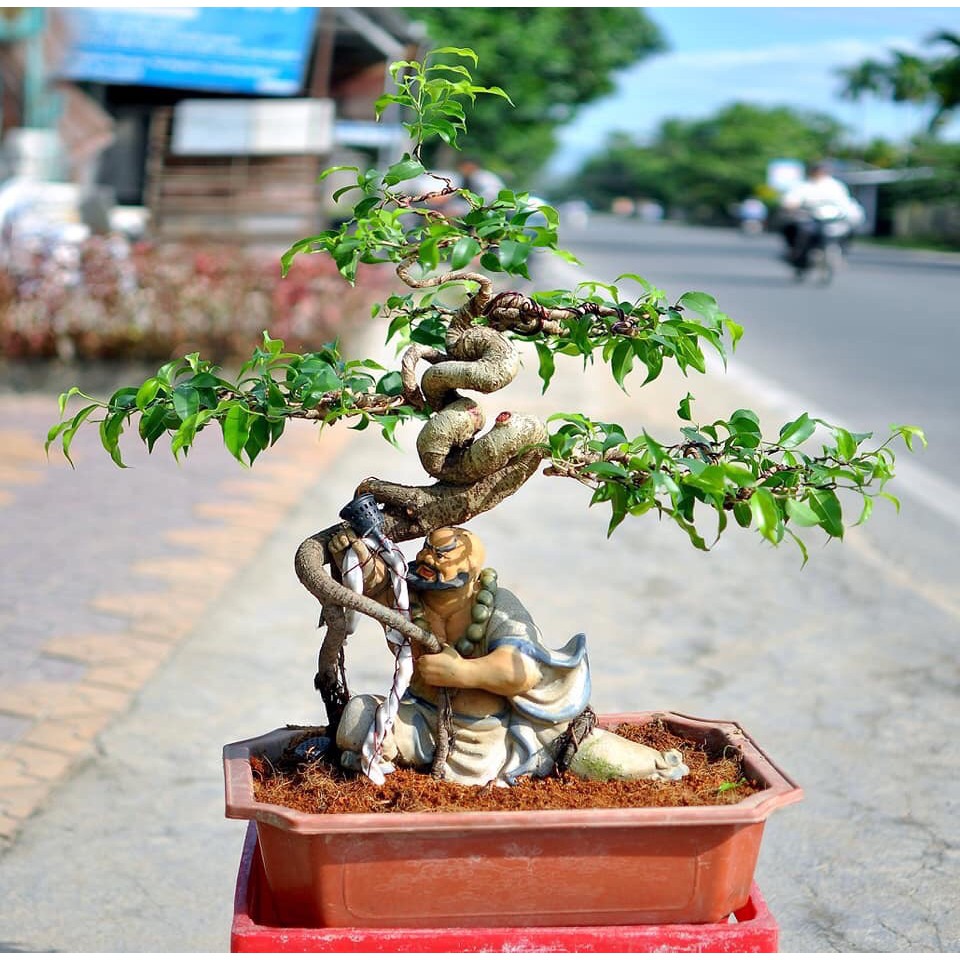 Chậu tượng bonsai ghép cây võ chỉ thiên