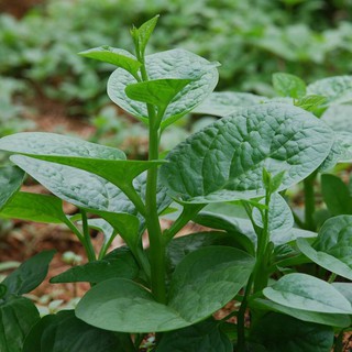 Hạt giống Mồng tơi (10g) (Trang Nông)