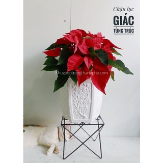 Chậu nhựa trồng cây lục giác tùng trúc 23x23cm