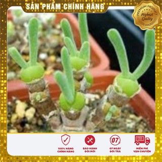 Hạt giống CÂY TAI THỎ ( 4 hạt )
