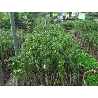 Cây táo lê quả khổng lồ