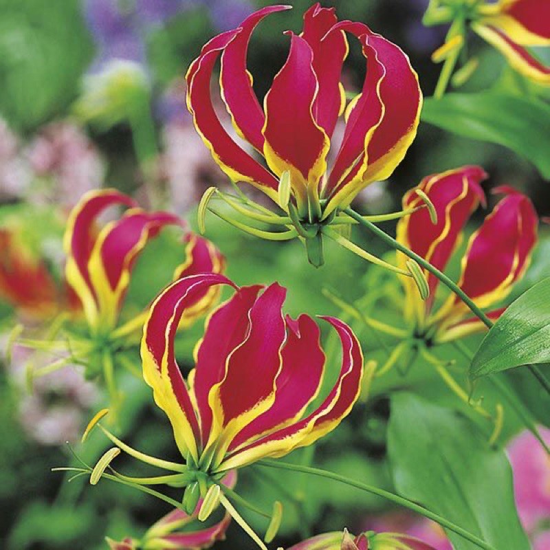 Củ giống lily lửa - Gloriosa superba