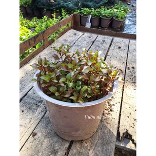 Chậu rau cải xoong Nhật rau dền Nhật