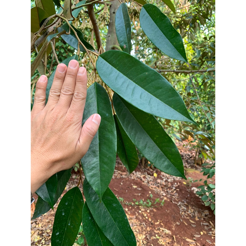 Phân bón lá trung lượng Vino 79 chai 500ml - Vinco79, VINCO 79 - KOREA