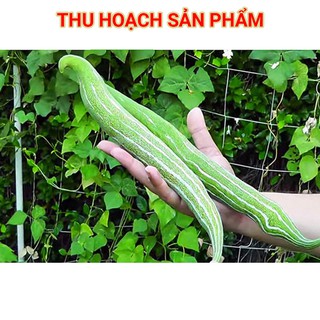 Hạt Giống Quả Lặc Lè(Mướp Nhật) 2gr