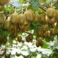 Gói hạt giống kiwi vàng hạt giống chuẩn 10H - Cam Kết Chuẩn Giống + Tặng 02 cây nhót ngọt