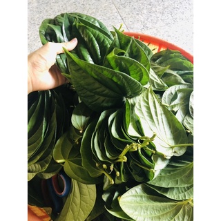 100gr Lá trầu không tươi