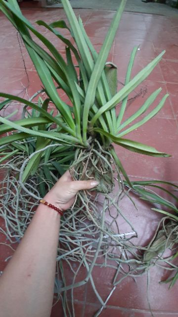 Hoa phong lan Sóc thái trắng