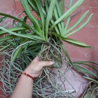 Hoa phong lan Sóc thái trắng