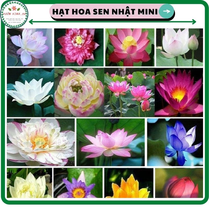 Hạt hoa sen Nhật mini nhiều màu tự chọn (10 màu) loại hạt chưa cắt đầu