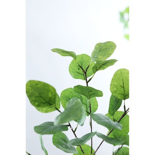 Nhành lá bạch đàn cao