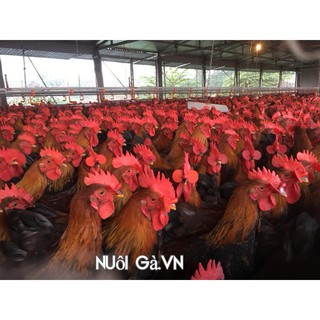 set 100 kính xiên đeo mắt cho gà chống căn mổ