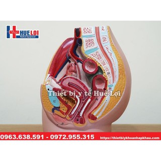 Mô hình giải phẫu cơ quan sinh dục nữ
