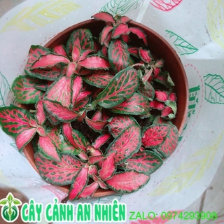 Lá Cẩm Nhung Đỏ Lá Nhỏ (lá may mắn)