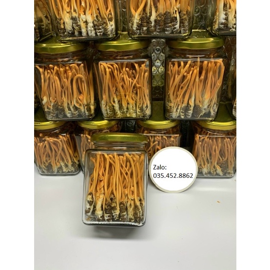 Đông Trùng Hạ Thảo Nguyên Con sấy thăng hoa hàng đẹp | BigBuy360 - bigbuy360.vn