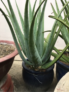 Nha đam tươi_ cây con rễ trần