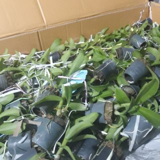 Denro nhiều màu size giống