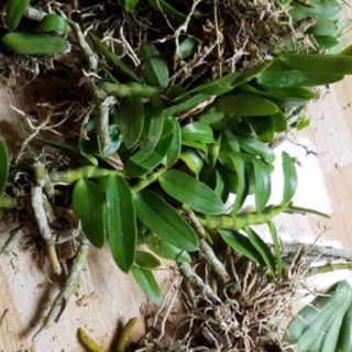 Trầm tím- lá nhựa thân nù