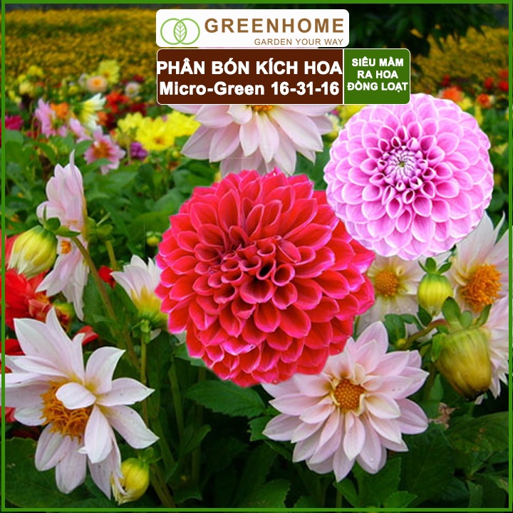 Phân kích ra hoa, Micro Green 16-31-16, gói 10gr, tạo mầm hoa cực mạnh, thúc đẩy ra hoa đồng loạt |Greenhome