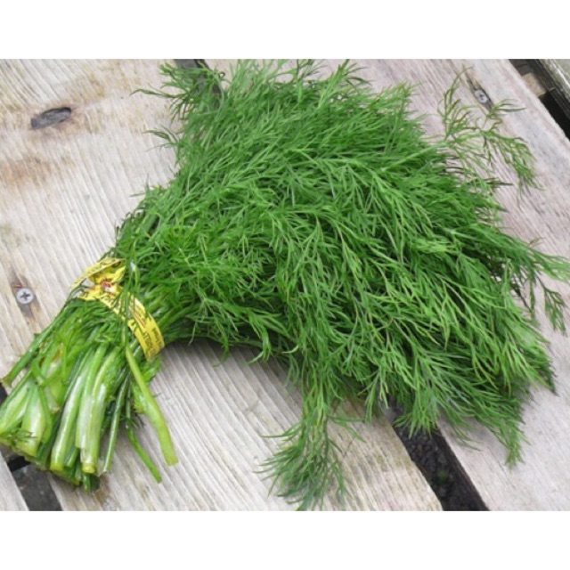 Hạt giống thì là 20g