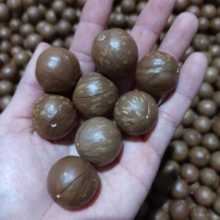 500g mắcca sấy nứt đắk lắk