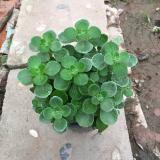 Cây Sen Thơm  Toả Hương Thơm Dễ Chịu