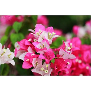 4 cây GIỐNG hoa giấy (chọn màu vào phần ghi chú khi đặt hàng)