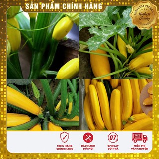 Bộ gói hạt giống bí ngòi vàng