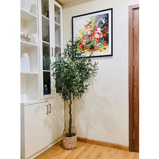 Cây oliu giả-cây olive cao cấp kèm chậu cói