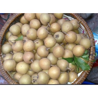 Cây giống Hồng xiêm Xuân Đỉnh