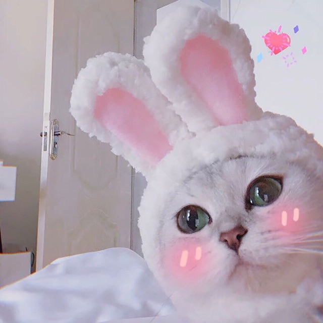 Nón mũ tai thỏ cho chó, mèo, thú cưng