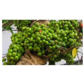 Quả sung khô thái lát 200gr