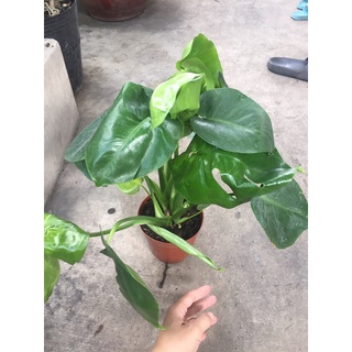 Trầu bà lá xẻ