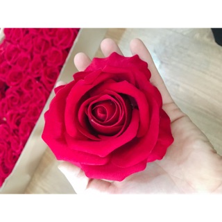 Combo đầu hồng nhung siêu rẻ dành cho khách sỉ