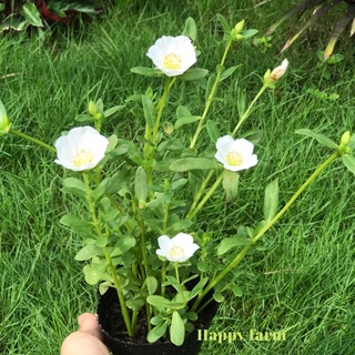 Chậu hoa mười giờ sam màu trắng