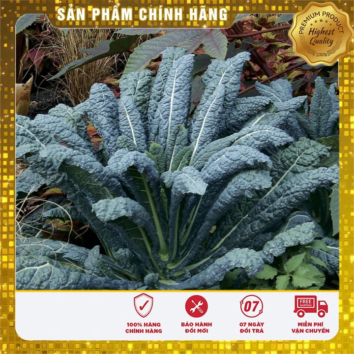 Hạt giống cải xanh Kale -2gr