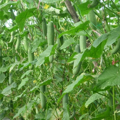 30 Hạt Giống Dưa Leo Dưa Chuột F1 Green Dễ Trồng, Ngọt Giòn
