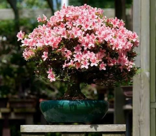 Hạt giống Hoa Đỗ Quyên bonsai mix nhiều màu