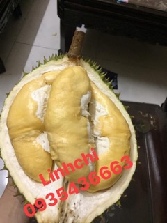 Sầu ri6 cơm vàng