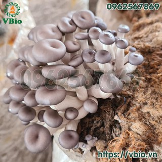 Phôi sò yến - phôi nấm yến