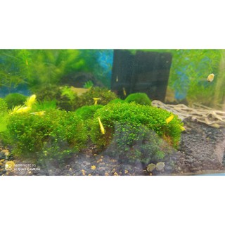 Rêu mini fiss bám đá lá nước- Cầu rêu mini fiss trang trí bể cá, tép